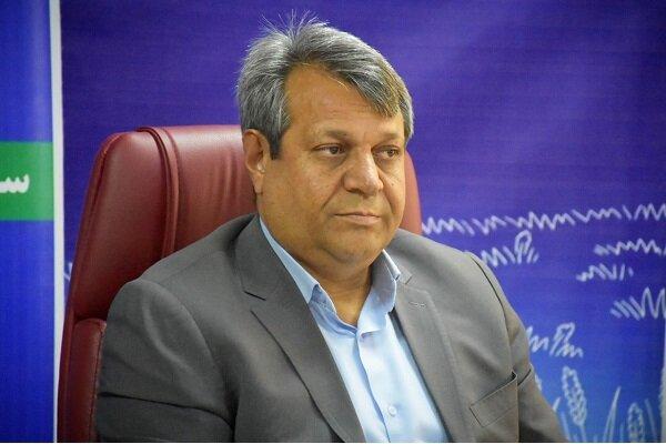 دهمرده: سیستان و بلوچستان ۹۹ درصد موز کشور را تولید میکند