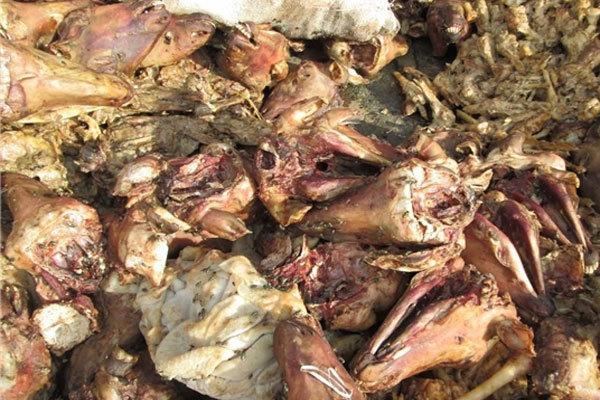 ۱۰ تن کله‌پاچه فاسد در انبار غیرمجاز ملک‌شهر اصفهان کشف شد  