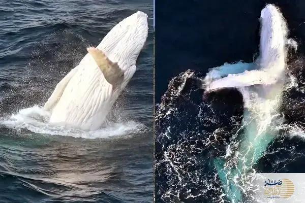ببینید/ نهنگ سفید کمیاب در صحنهای باورنکردنی