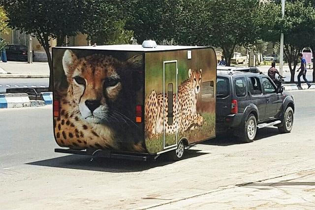 مردی که خانهاش را فروخت تا ناجی یوزپلنگ باشد + فیلم