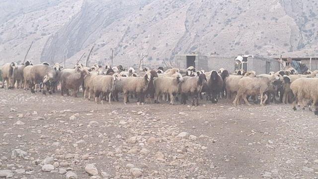 دامداران و عشایر آب توت گچساران از چالش های خود می گویند+ فیلم