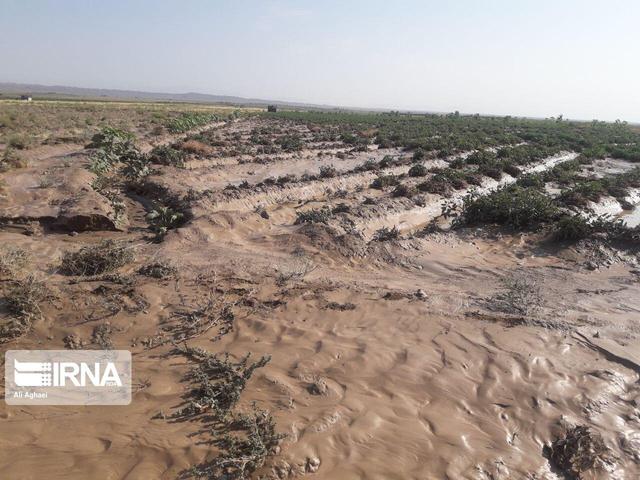 سیلاب به مزارع گل نرگس آبدانان خسارت زد