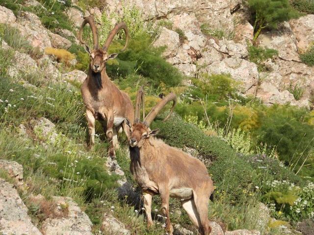 جمعیت حیات وحش «کلیلاق» فریمان با مراقبت و فرهنگ‌سازی ۶۵ درصد رشد کرد