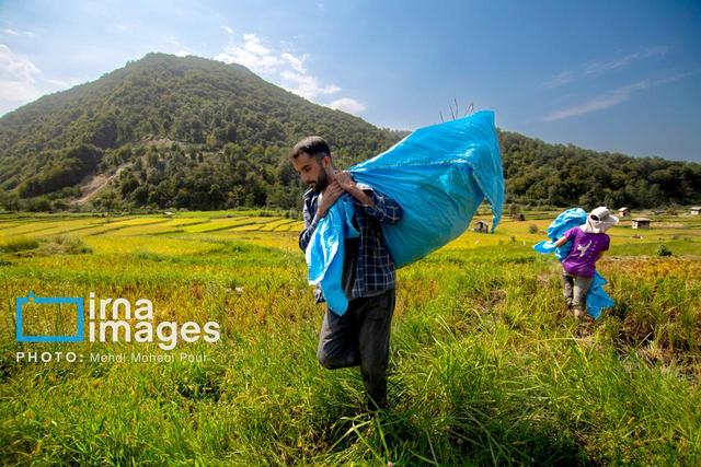 برداشت محصول شالی مازندران پایان یافت؛ توزیع زودهنگام کودهای شیمیایی کشت بهاره برنج