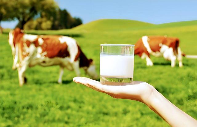 تولید روزانه ۳۰۰ تن شیر در گلپایگان