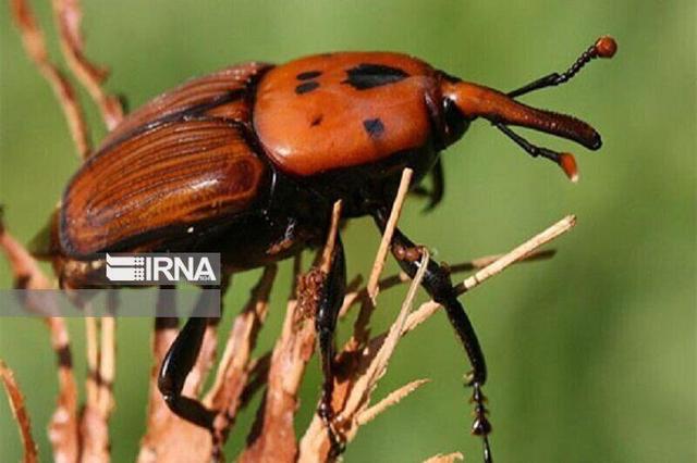 آغاز همافزایی علمی ایجاد الگوی ملی مبارزه با آفت سرخرطومی و نجات نخلستانها