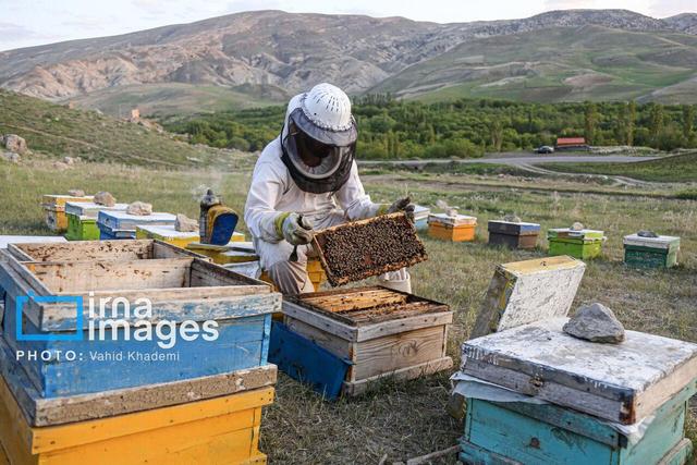 خشکسالی تولید عسل گناباد را ۲۵ درصد کاهش داد