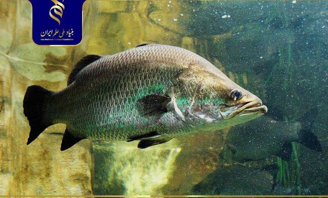 دستیابی به دانش فنی تکثیر ماهی باس دریایی آسیایی