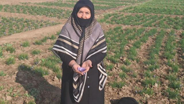 طلای سرخ ایران، دست توانای بانوان البرزی را می‌ستاید