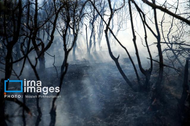 شروع بارش باران و امیدواری خاموشی آتش جنگل‌های چالوس