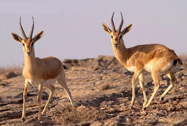 انتقال جبیر از پارک ملی کویر به توران؛ راهبرد تقویت زنجیره طعمه یوزپلنگ + فیلم