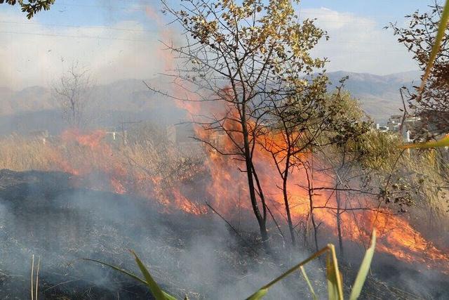 کاهش دامنه آتشسوزی در جنگلهای چالوس