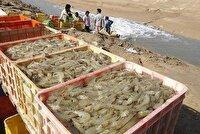 برداشت میگوی پرورشی با استفاده از روش جدید در استان بوشهر