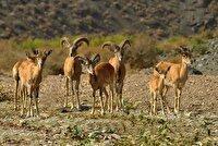 توضیحات اداره کل محیط زیست فارس درخصوص تصاویر منتشر شده از شکار در لارستان