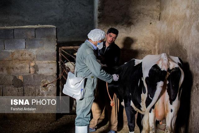 «تب برفکی» به انسان منتقل نمی‌شود / محصولات دام‌های مبتلا وارد بازار نمی‌شود