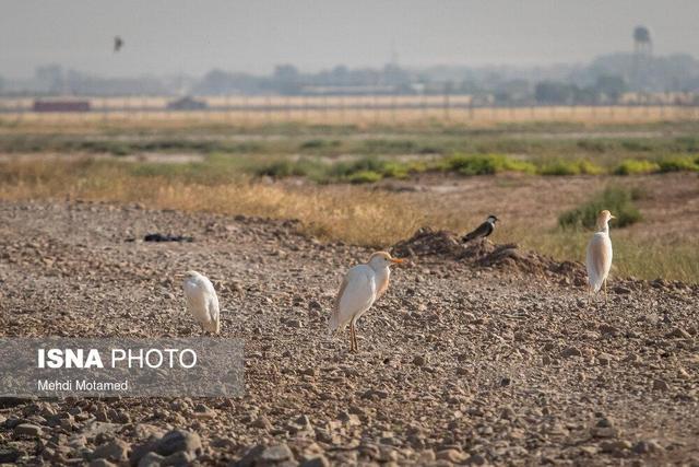 مدیرکل محیط زیست قزوین: تالاب الله‌آباد قزوین در آستانه خشک شدن است