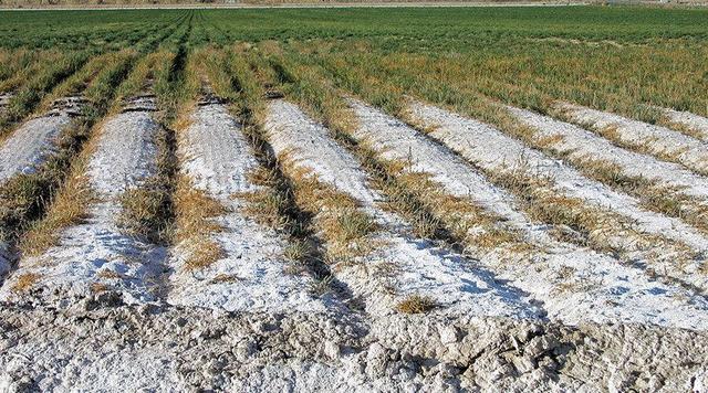 ۳۰ هزار هکتار از اراضی کشاورزی تربت‌حیدریه در معرض خطر شوری