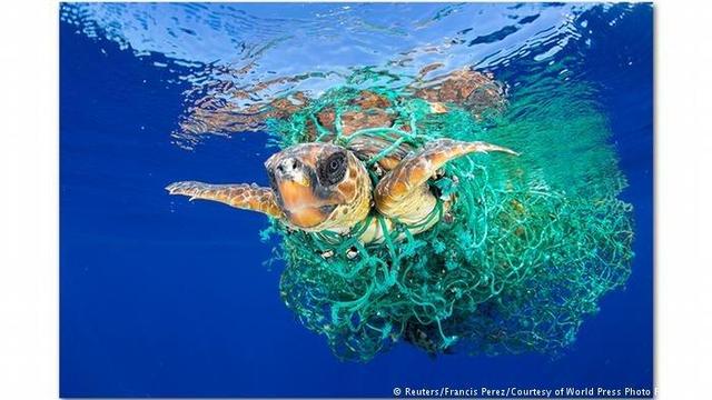 مقادیر کم آلودگی پلاستیکیِ اقیانوس‌ها، حیات دریایی را نابود می‌کند