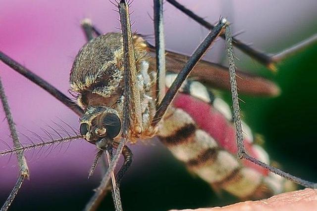 زنگ خطر در هرمزگان؛ پیشروی هم‌زمان تب دنگی و مالاریا در سایه بی‌توجهی شهری