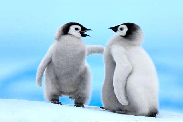 ببینید | چگونه یک پنگوئن را وزن می‌کنند؟