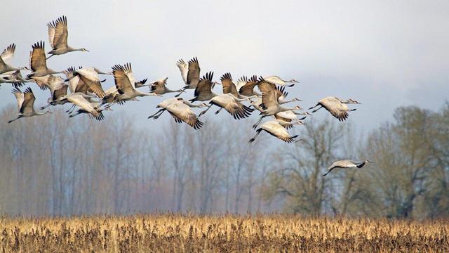 پرندگان مهاجر بدون «GPS» چطور راه خود را پیدا می‌کنند؟