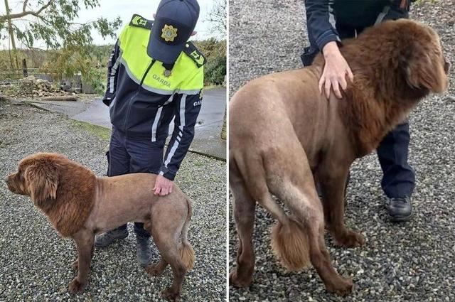 شباهت عجیب چهره این سگ به شیر وحشی ! ؛ روایت یک ویدئوی وایرال + عکس