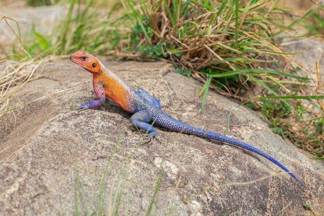 ببینید؛ مارمولکی با لباس مرد عنکبوتی + عکس