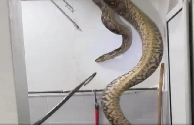 وحشت از مار غولپیکر در سقف حمام | ویدئو