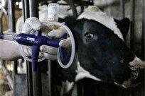 «تب برفکی» به انسان منتقل نمی‌شود