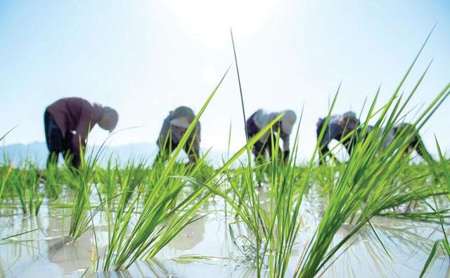 تنبیه برنجکاری بدون تشویق کشت جایگزین