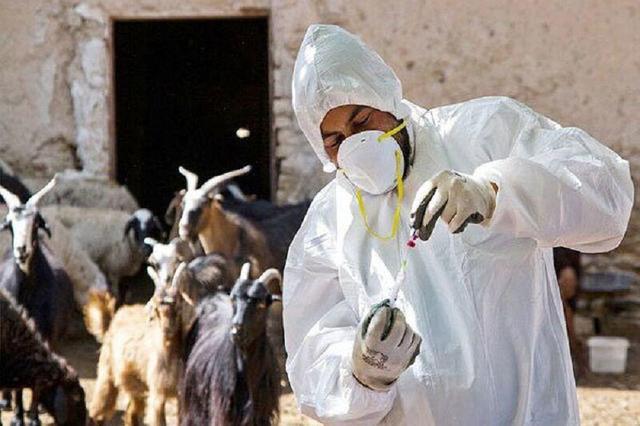 واکنش به انتشار اخباری درباره شیوع تب برفکی