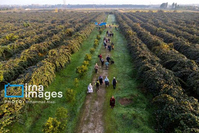 برداشت کیوی از باغات شمال