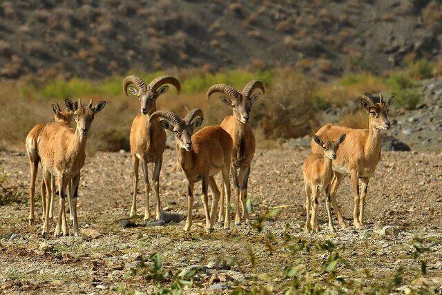 ماجرای تصاویر منتشر شده از شکار در لارستان چه بود