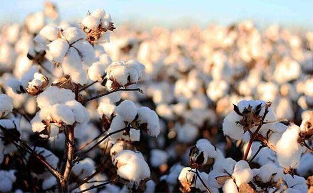 پیش‌بینی برداشت ۵۰۰ تن پنبه از مزارع کاشان