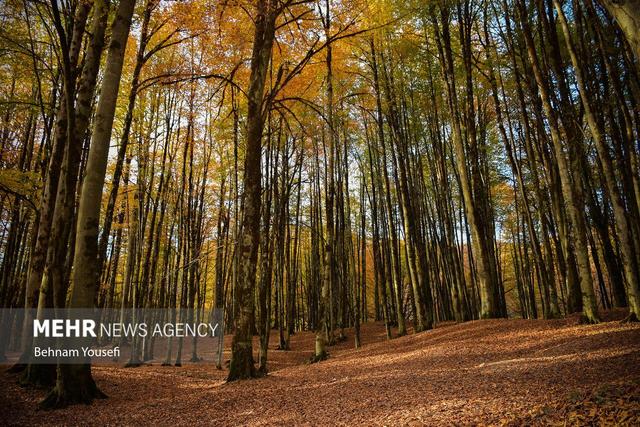 جنگل های پاییزی مازندران