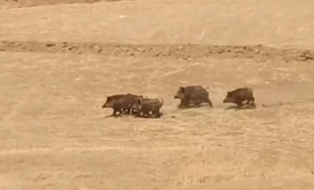 مشاهده یک گله گراز در کوهرنگ