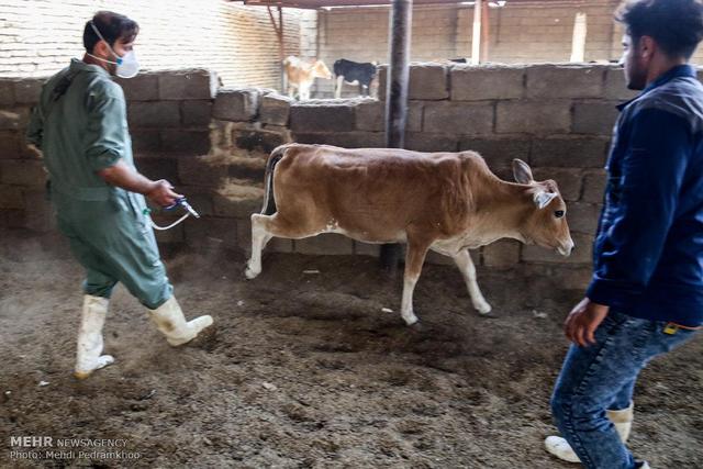 تب برفکی در اصفهان با حداقل تلفات کنترل شد؛ شناسایی ۱۸ کانون آلوده