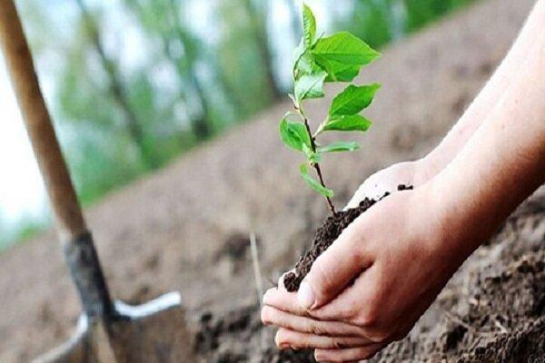 ابراهیمی: پویش فراگیر کاشت نهال در استان بوشهر اجرا شد