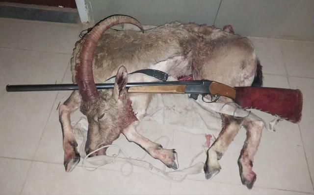 کشف لاشه کل وحشی در گیلاوند دماوند؛بازداشت شکارچی غیر مجاز