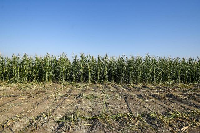 برداشت ذرت علوفه‌ای در حاجی‌آباد آغاز شد