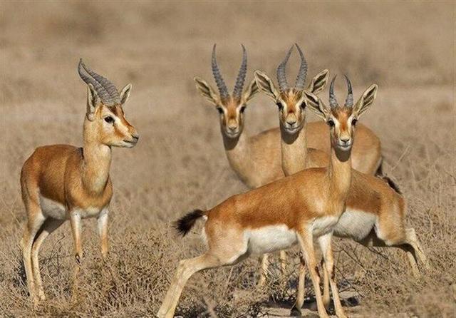 عملیاتی بی‌تلفات؛ رهاسازی جبیرهای کویر در مجموعه حفاظتی توران شاهرود