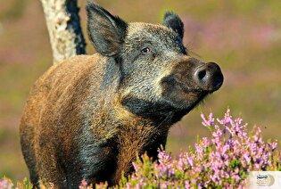 حکم شرعی گراز خوردن گوشت گراز/ پاسخ صریح قرآن و روایات