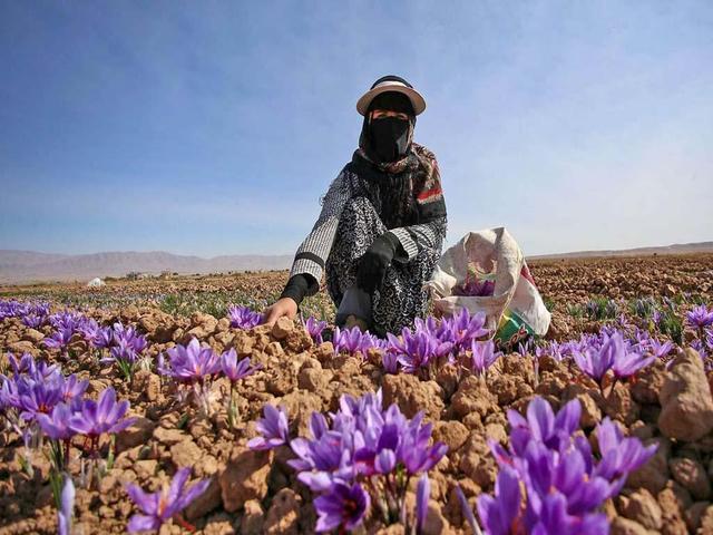 برداشت زعفران از ۷۴ هکتار اراضی در آذربایجان‌غربی آغاز شد