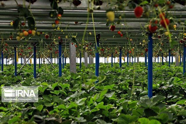 افزایش هزینهها اجرای طرحهای جدید گلخانهای ایلام را کُند کرد