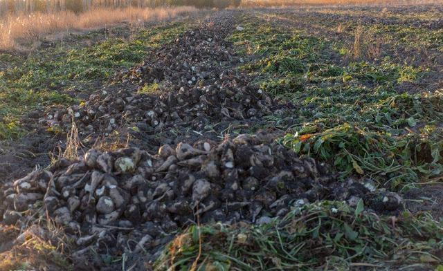 کشت فراسرزمینی محصولات آب بَر در خراسان رضوی به تصویب شورای تامین رسید