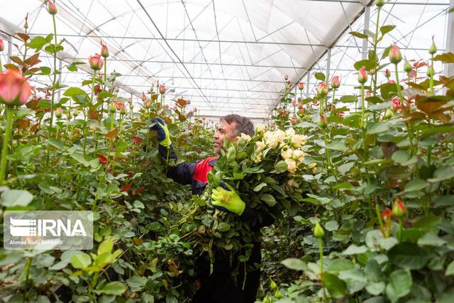 استفاده از پساب در کشاورزی می‌تواند همدان را از بحران کم آبی نجات دهد؟