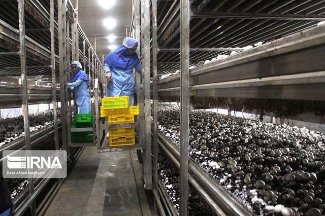 ۱۰ هزار گلستانی در نوبت دریافت وام مشاغل خانگی هستند