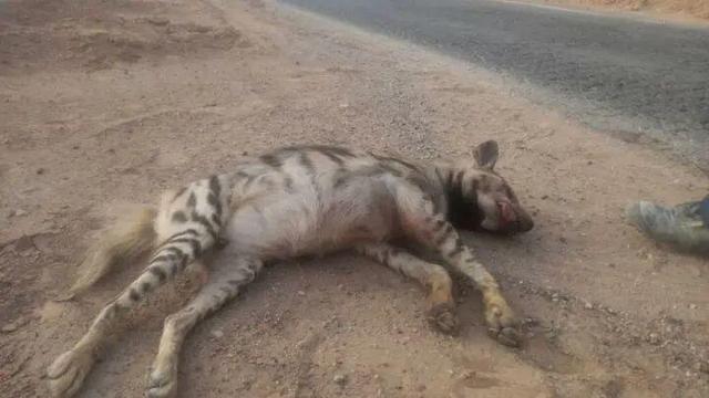  شکار غیرقانونی کفتار در طارم سفلی؛ هشدار محیط زیست درباره باورهای خرافی