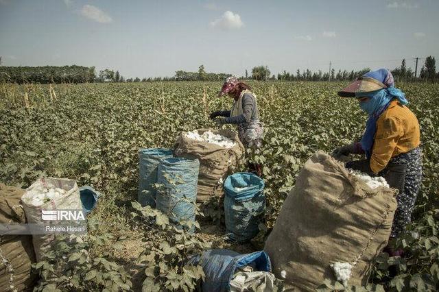 پیش‌بینی برداشت ۵۰۰ تن پنبه از مزارع کاشان