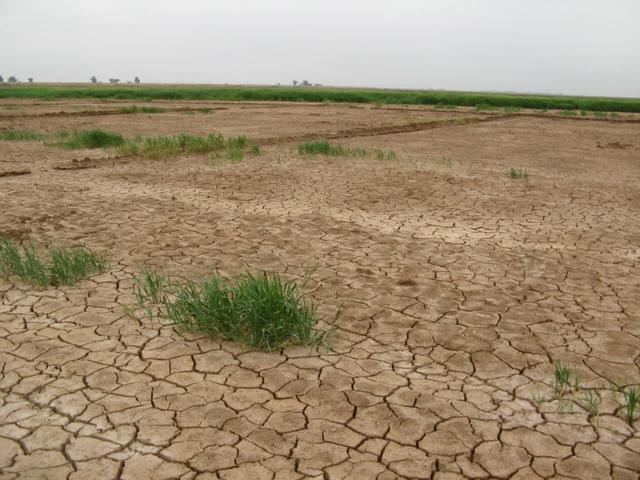 راهکارهای علمی و عملی برای مدیریت چالش‌های کشاورزی در جنوب خوزستان